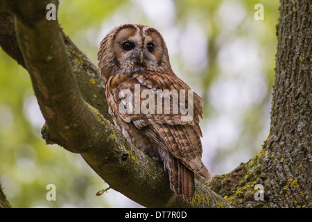 Chouette hulotte, Strix Aluco enr., assis sur une branche dans l'été. Banque D'Images