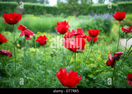 Papaver orientale (Groupe Goliath) 'La Beauté de Livermere' / pavot d'orient rouge Banque D'Images