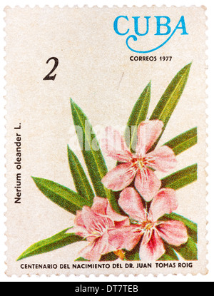 CUBA - circa 1977 : timbres de Cuba présente le Nerium oleander flower, vers 1977. Banque D'Images