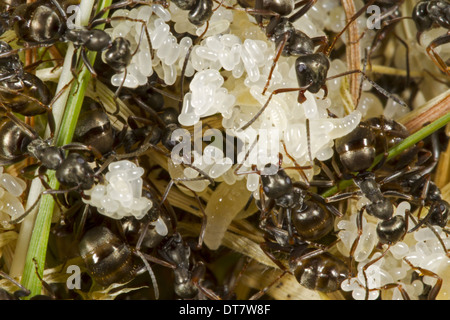 Fourmi (Formica lemani) des travailleurs adultes, tendant les oeufs et larves dans nid, Powys, Pays de Galles, juin Banque D'Images