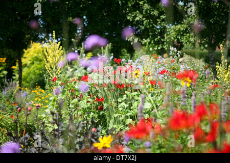 La plantation d'herbacées - combinaison de couleurs chaudes - Crocosmias, Verbascum, Verbena bonariensis Banque D'Images