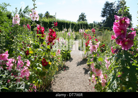 Roses trémières en bordure d'un sentier de gravier Banque D'Images