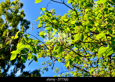 Catalpa bignonioides. Feuilles et fruits libre contre le ciel bleu Banque D'Images