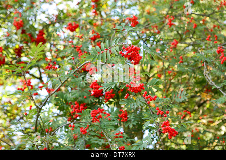Sorbus aucuparia 'Coral Beauty' / Rowan Tree Banque D'Images