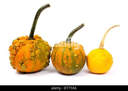 Trois différentes citrouilles sur un fond blanc Banque D'Images