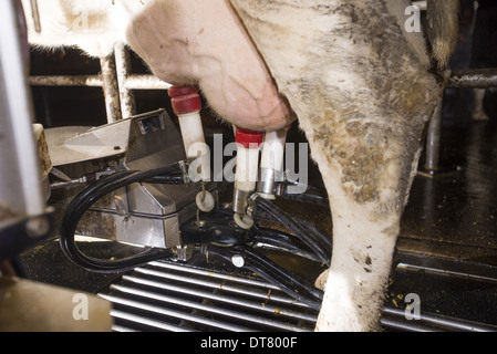 La production laitière, la traite des vaches laitières dans la machine de traite robotisée Lely Astronaut, Lancashire, Angleterre, Novembre Banque D'Images