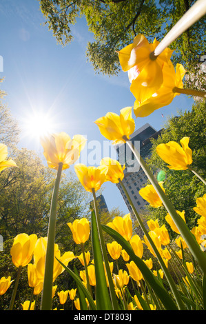 Une vue vers le haut, vibrantes de tulipes jaunes dans Central Park, New York City USA Banque D'Images