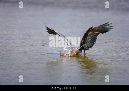 Aigrette garzette (Egretta rufescens rougeâtre foncé) morph, des profils, la pêche en eau peu profonde, Sanibel Island, Floride, États-Unis, Mars Banque D'Images