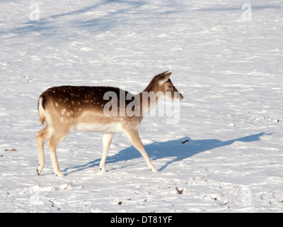 Un cerf femelle ressemble pour l'alimentation dans la neige. Banque D'Images