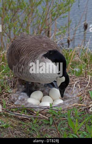 La bernache du Canada, Branta canadensis, sur son nid , New York Banque D'Images