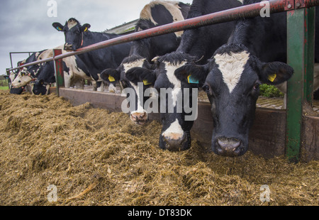 Les bovins domestiques vaches Holstein A2 (A2 lait est en train de devenir populaire comme une alternative au lait d'une caséine bêta1 à laquelle certains Banque D'Images