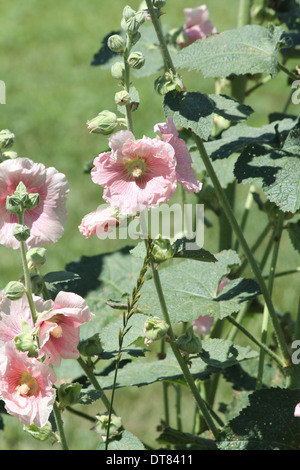 Alcea, communément connu sous le nom de roses trémières. Ils sont originaires de l'Asie et l'Europe, ils viennent dans une variété de couleurs. Banque D'Images