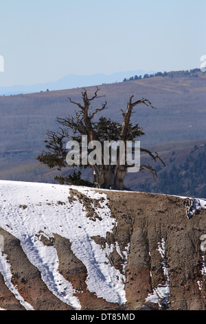 Pins Great Basin, Cedar Breaks National Monument Utah Banque D'Images