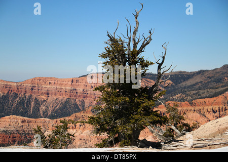 Pins Great Basin, Cedar Breaks National Monument Utah Banque D'Images