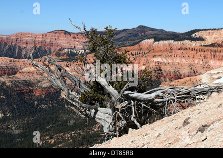 Pins Great Basin, Cedar Breaks National Monument Utah Banque D'Images