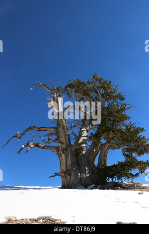 Pins Great Basin, Cedar Breaks National Monument Utah Banque D'Images