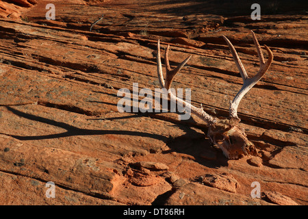 Le cerf mulet et crâne de cerf Utah slickrock slick rock falaise sunset jeu saute brebis du troupeau d'exécution saut mammal Banque D'Images