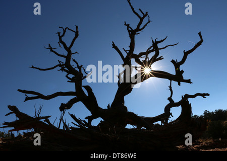 La silhouette des arbres morts coucher du soleil de l'Utah Banque D'Images