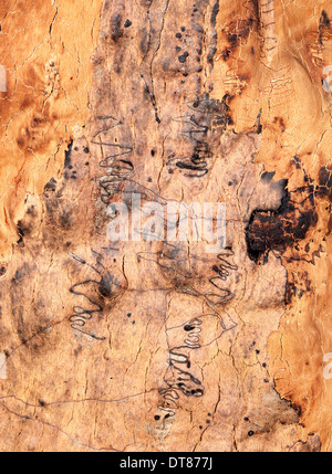 La texture de l'écorce des arbres griffonner ces arbres viennent d'être brûlés Banque D'Images