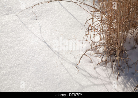 L'herbe dépasse à travers le gel de la neige dans l'après-midi. Banque D'Images