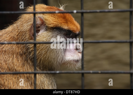 Singe patas en cage avec des barres de métal en premier plan Banque D'Images