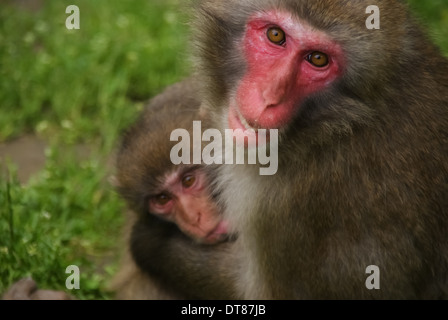 Macaques japonais mother with baby Banque D'Images