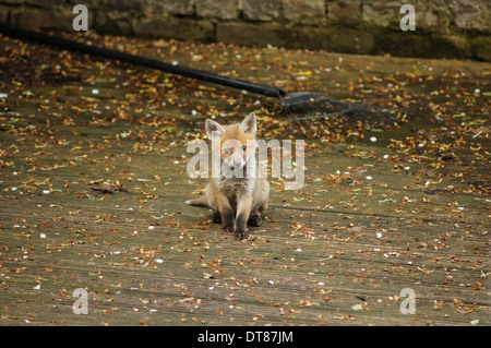 Fox cub dans le jardin, Londres Angleterre Royaume-Uni UK Banque D'Images