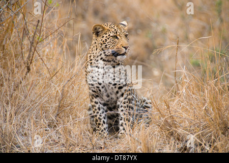 Cub léopard Banque D'Images