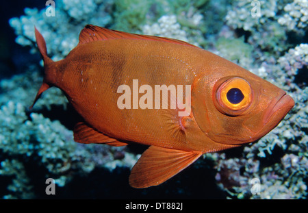 Goggle-Eye, Grande Barrière de Corail Banque D'Images