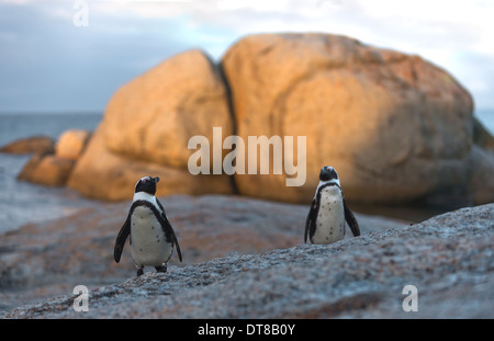 Quelques pingouins africains (Spheniscus demersus) à la plage. L'Afrique du Sud Banque D'Images