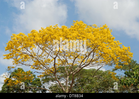 Guayacan magnifique arbre en fleurs dans la forêt tropicale de Panama Banque D'Images