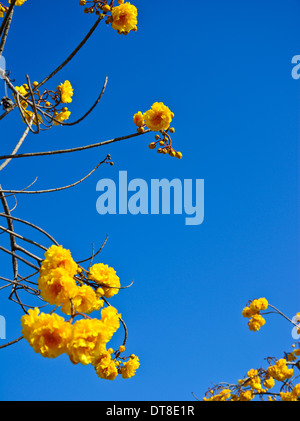 Fleurs de coton de soie jaune et fond de ciel bleu Banque D'Images