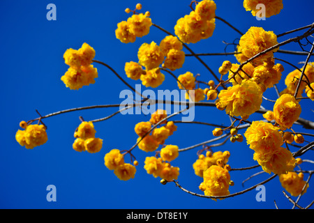 Fleurs de coton de soie jaune et fond de ciel bleu Banque D'Images