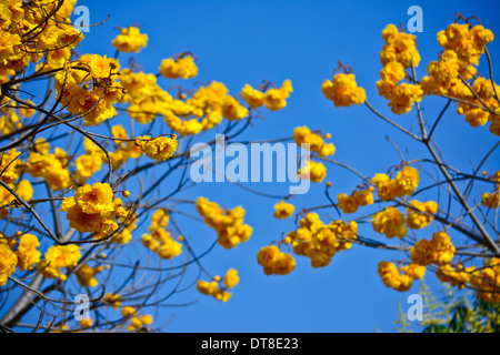 Fleurs de coton de soie jaune et fond de ciel bleu Banque D'Images