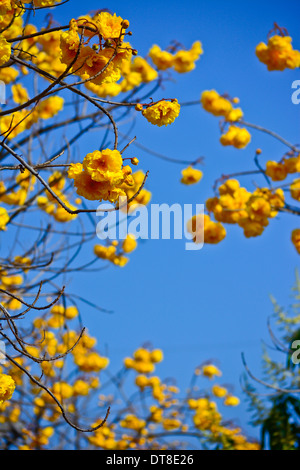 Fleurs de coton de soie jaune et fond de ciel bleu Banque D'Images