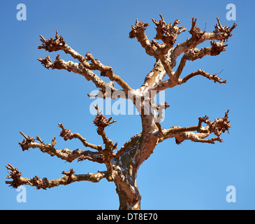 Arbre mort sec vieux tronc et branches sur fond de ciel bleu Banque D'Images