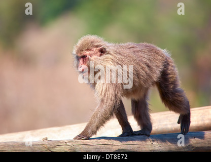 Macaque japonais Macaca fuscata on log Banque D'Images