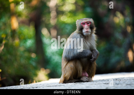 Un singe debout seul dans le parc national, Hu'nan Province, China Banque D'Images