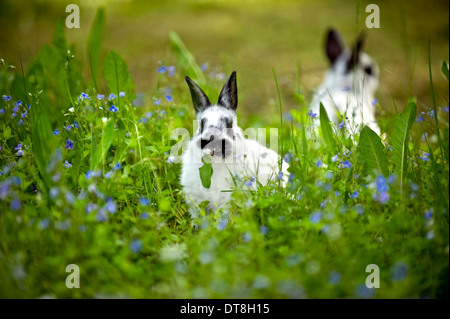 Lapin nain noir et blanc deux individus (6 semaines) dans une prairie en fleurs, manger Banque D'Images