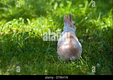 Mini Lapin Rex Jeune (3 mois) sur un pré Banque D'Images