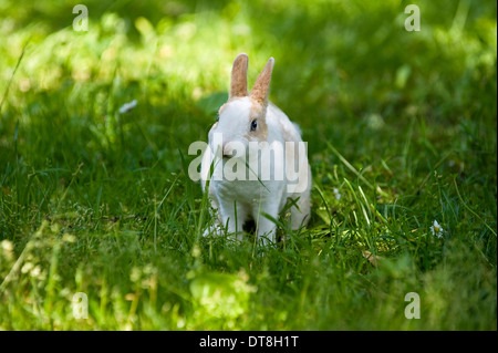 Mini Lapin Rex Jeune (3 mois) sur un pré, l'herbe de fonctionnement Banque D'Images