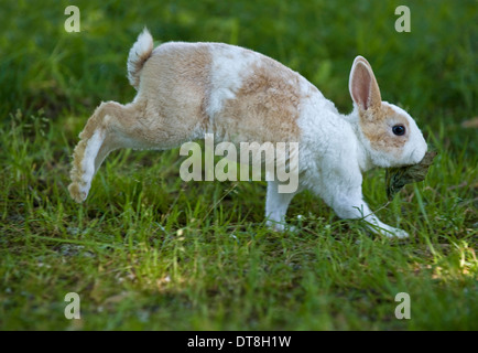 Mini Lapin Rex Jeune (3 mois) s'exécutant sur un pré Banque D'Images