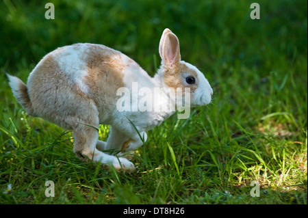 Mini Lapin Rex Jeune (3 mois) s'exécutant sur un pré Banque D'Images