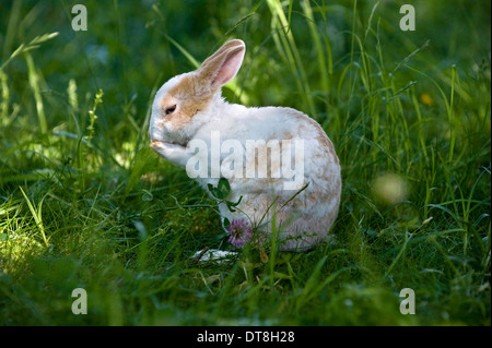 Mini Lapin Rex Jeune (3 mois) le toilettage lui-même alors qu'assis dans un pré Banque D'Images