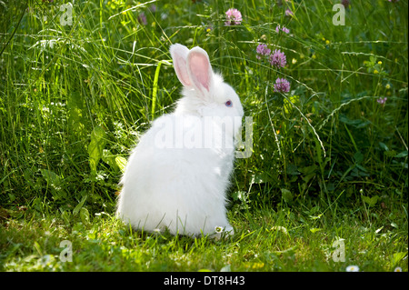 Jeune lapin angora blanc (8 semaines) sur un pré Banque D'Images