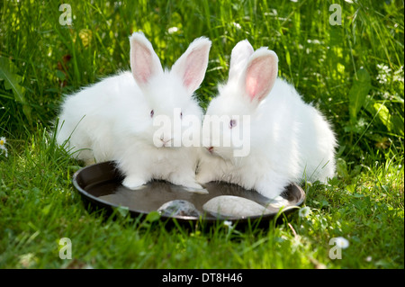 Lapin Angora blanc Deux jeunes (8 semaines) refroidissement les pieds dans un plat rempli d'eau Banque D'Images