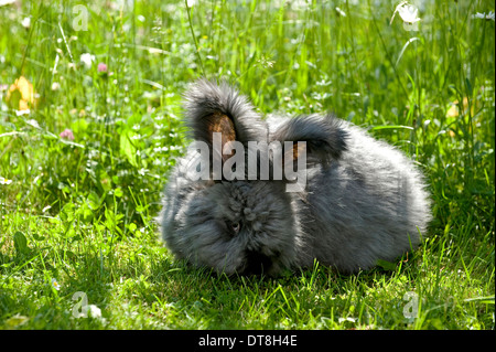 Lapin Angora noir mâle adultes sur un pré Banque D'Images