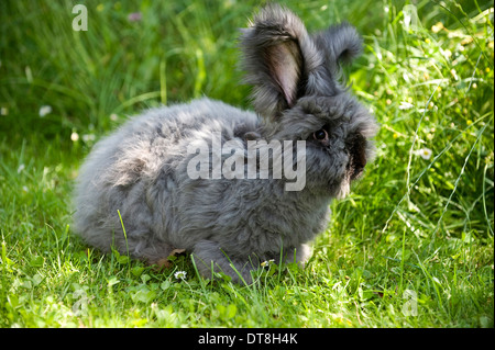 Lapin Angora noir mâle adultes sur un pré Banque D'Images