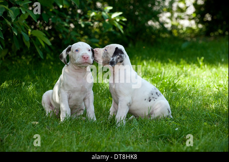 Deux chiots grand danois (6 semaines, blanc avec quelques taches noires) assis sur une pelouse Banque D'Images