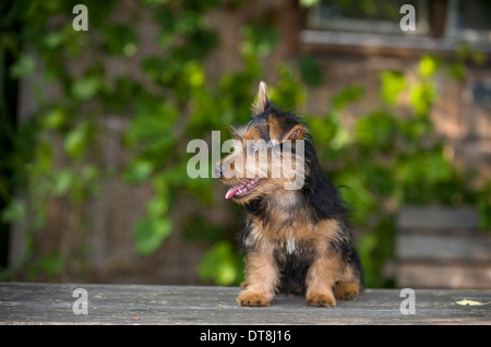 Australian Terrier Puppy (13 semaines) assis sur une table de jardin en bois Banque D'Images